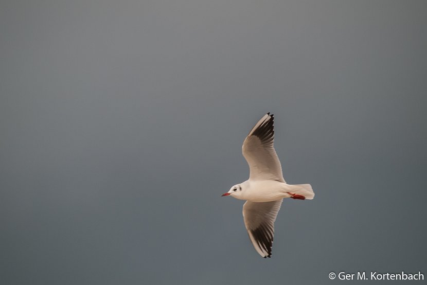 Kokmeeuw boven Callantsoog