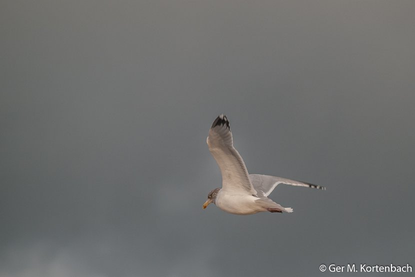 Kokmeeuw boven Callantsoog