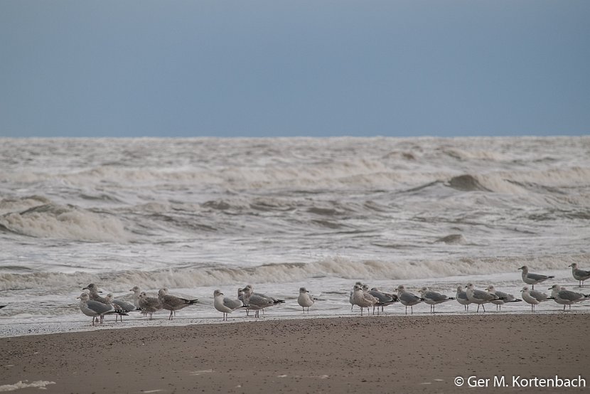 Meeuwen langs de waterlijn bij Callantsoog