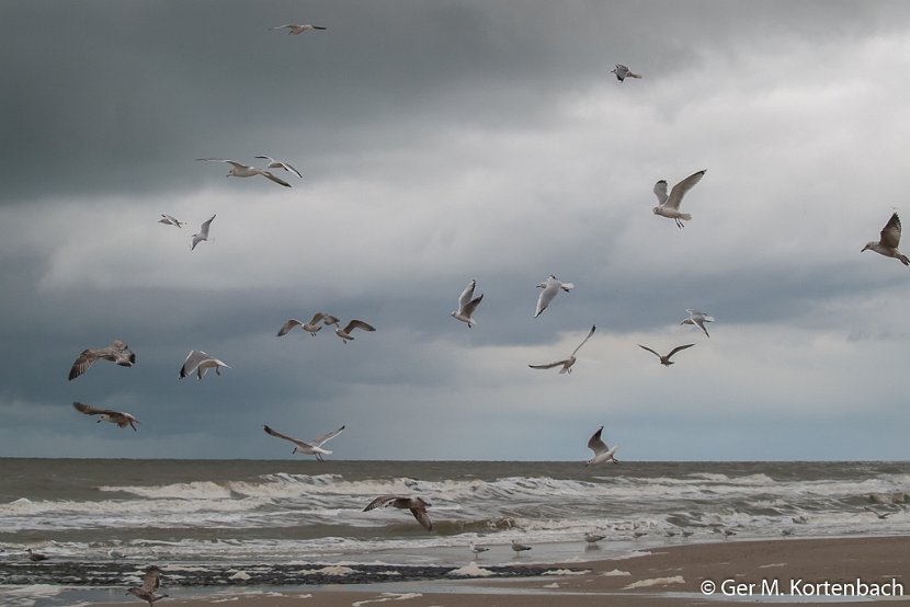 Meeuwen bij Callantsoog