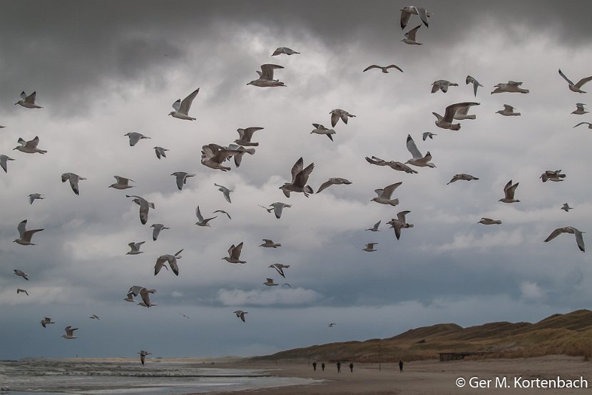 Meeuwen bij Callantsoog