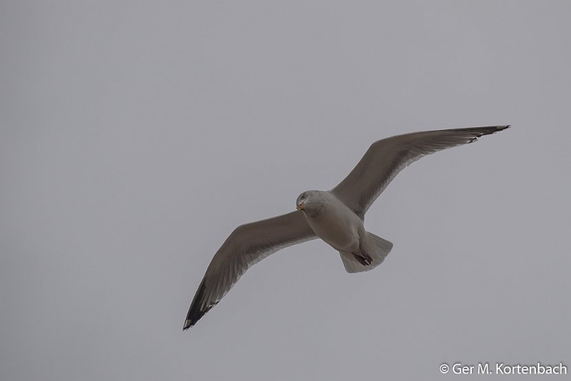 Zilvermeeuw boven Callantsoog