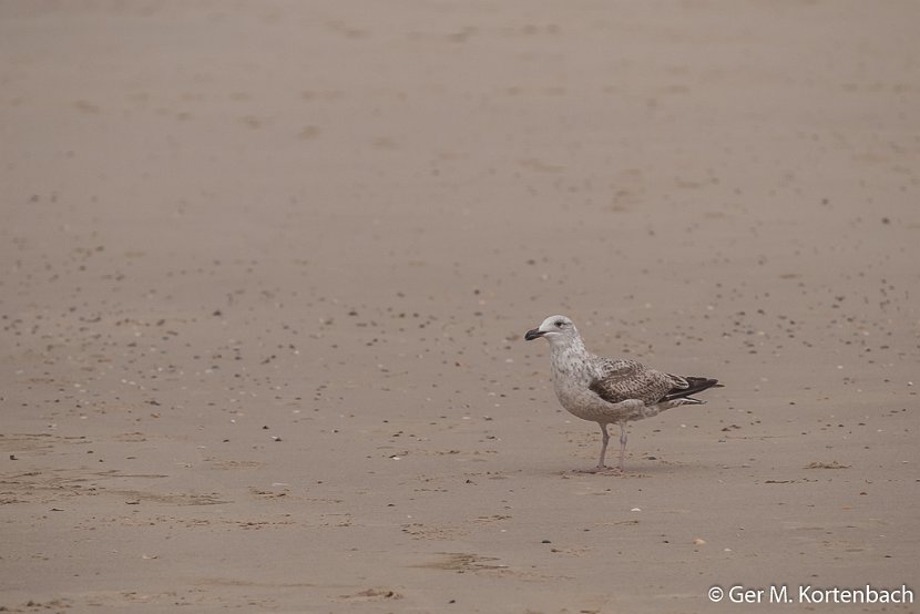 Jonge Zilvermeeuw op het strand bij Callantsoog