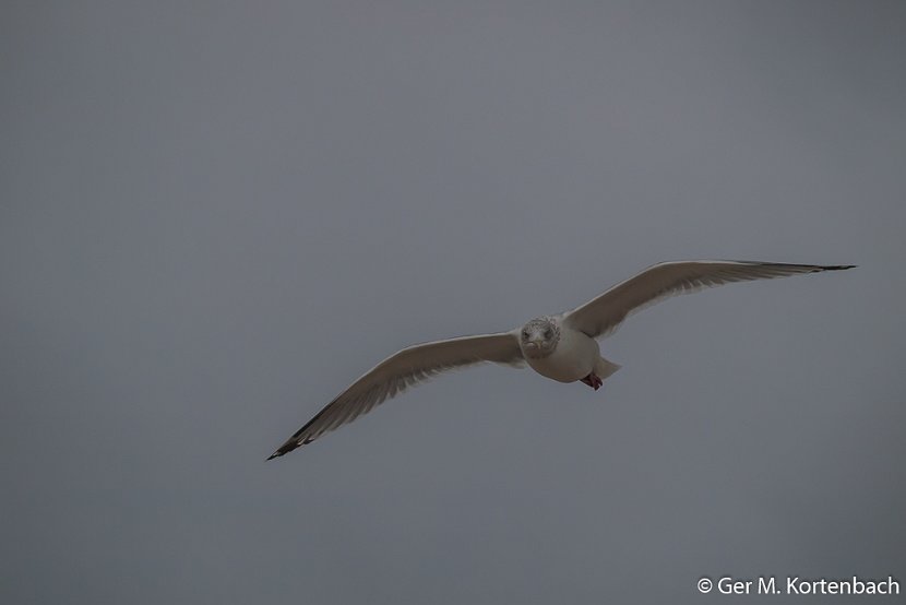 Meeuw boven Callantsoog