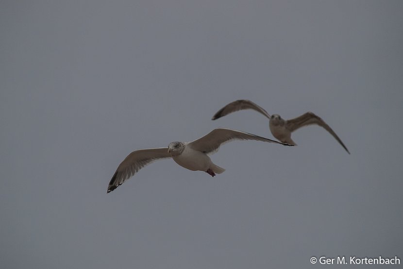 Meeuwen boven Callantsoog