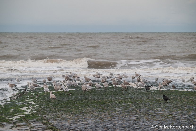 Meeuwen langs de waterlijn bij Callantsoog