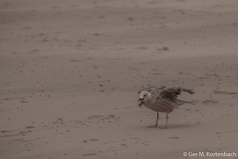 Jonge Zilvermeeuw op het strand bij Callantsoog
