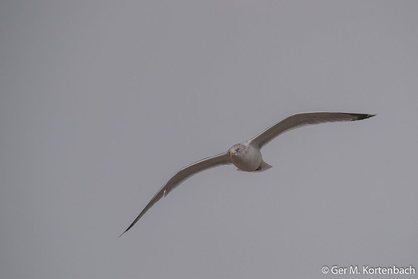 Meeuw boven Callantsoog