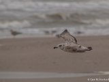 GMK-20121201-BC017288.jpg