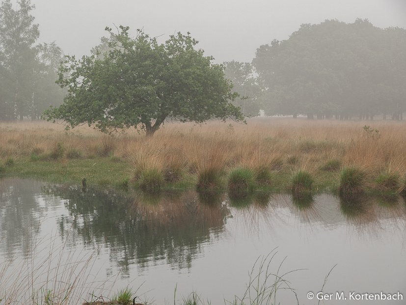 De Kampina in de vroege ochtendmist