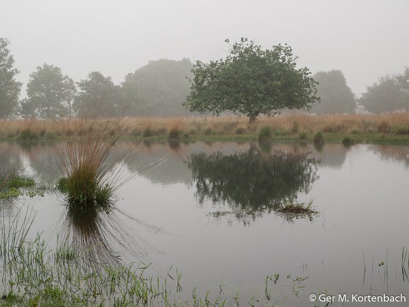 De Kampina in de vroege ochtendmist