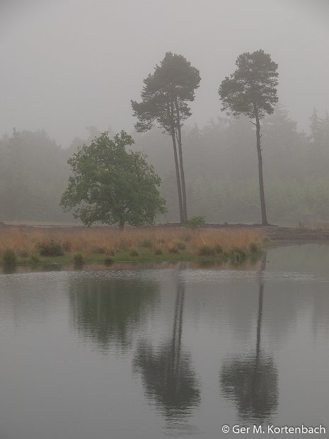 De Kampina in de vroege ochtendmist