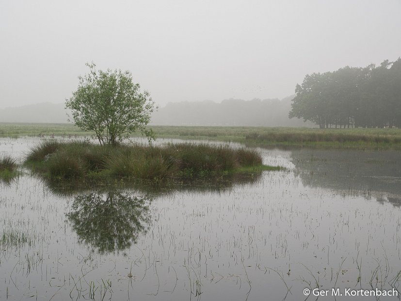 De Kampina in de vroege ochtendmist