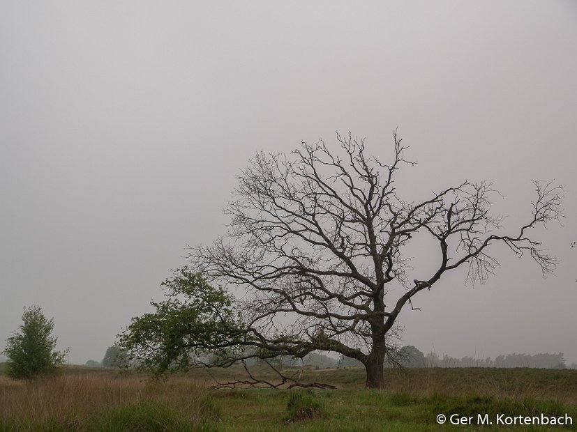 De Kampina in de vroege ochtendmist