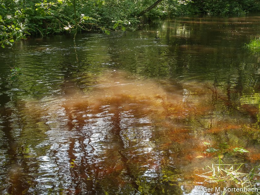 Kampina - De Beerze