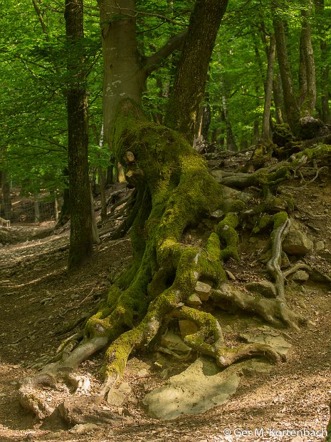 Parc à Gibier