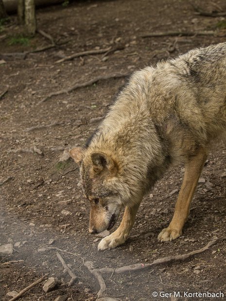 Parc à Gibier - Wolf