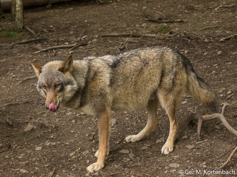 Parc à Gibier - Wolf