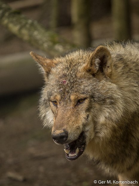 Parc à Gibier - Wolf