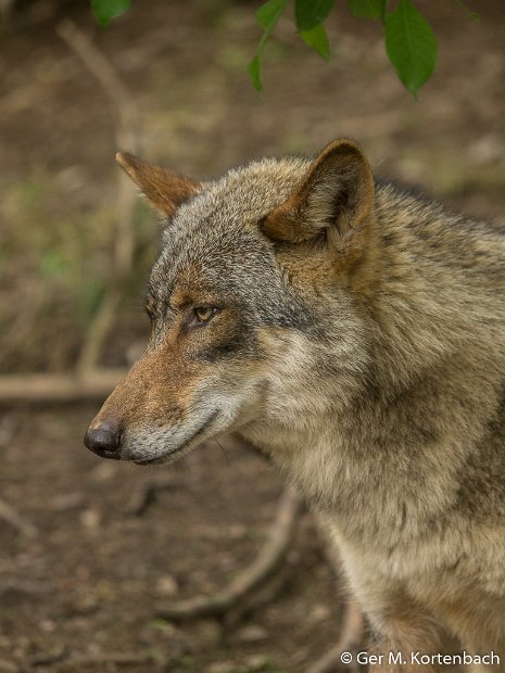 Parc à Gibier - Wolf