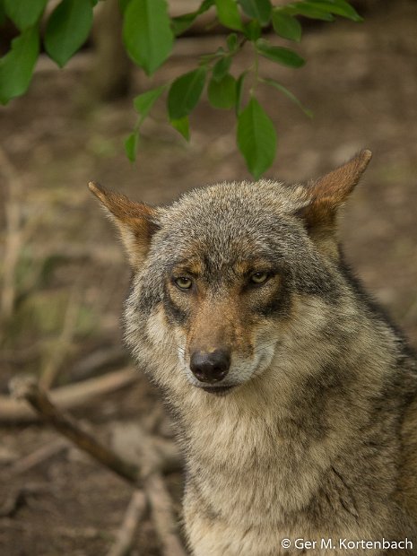 Parc à Gibier - Wolf