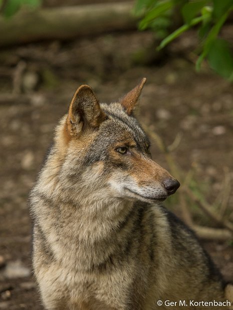 Parc à Gibier - Wolf