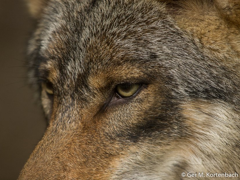 Parc à Gibier - Wolf