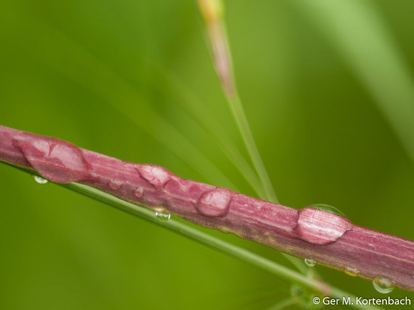 Druppels op gras