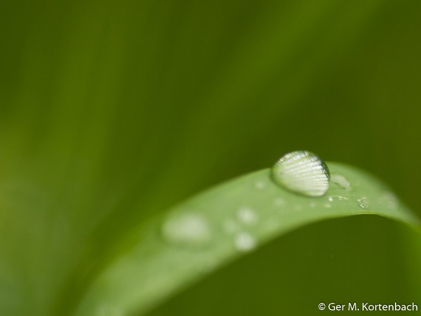 Druppels op gras