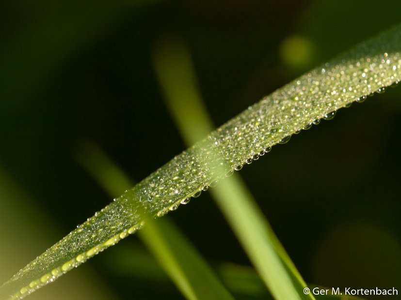 Dauwdruppels op gras