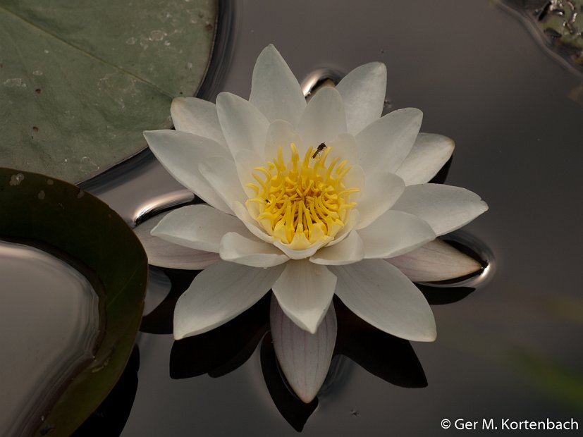 Waterlelie in de Kierse Wijde