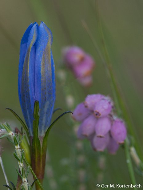 Blauwe Gentiaan (Heihoef)