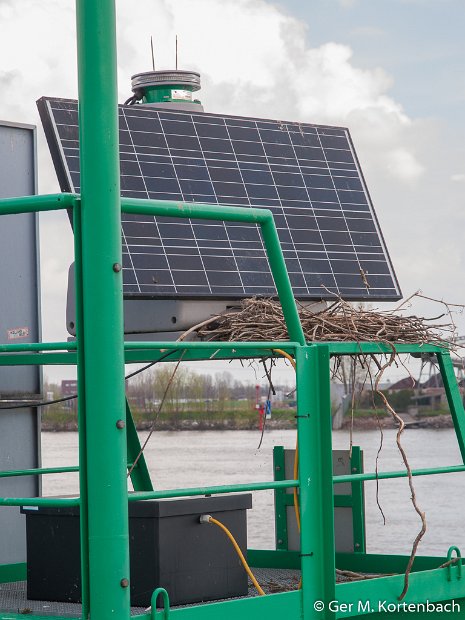 Nestbouw op navigatiepaal voor de scheepvaart